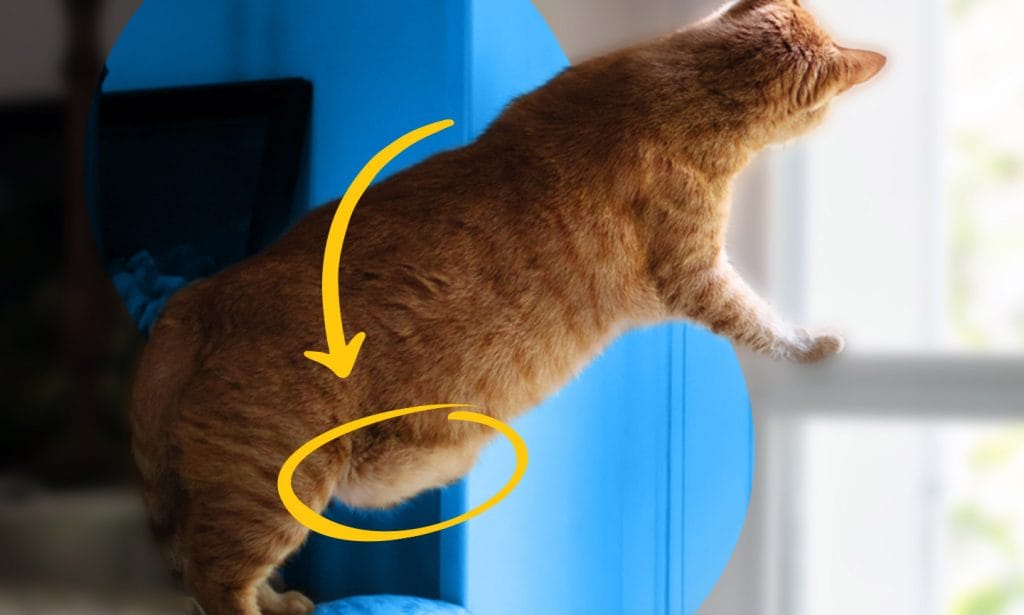 The Primordial Pouch All About Your Cat s Adorable Belly Flap BeChewy