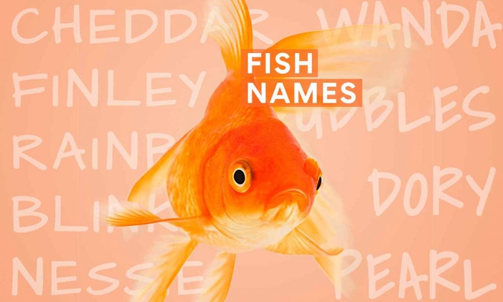 The 200 Best Fish Names BeChewy