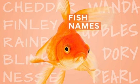 fish names