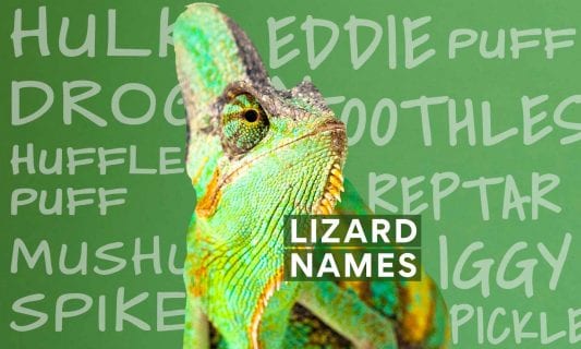 lizard names