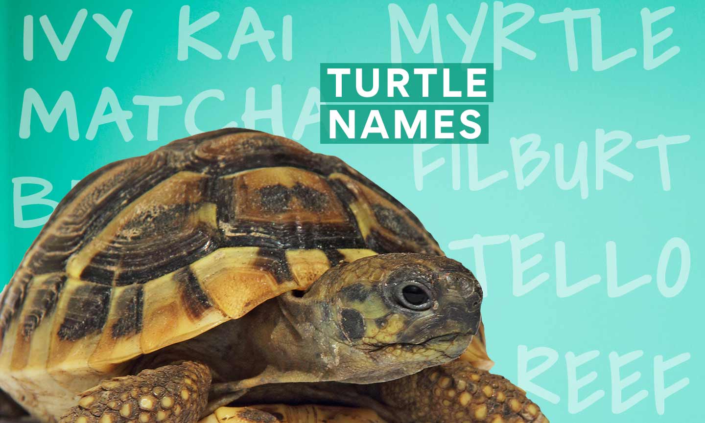 200 Top Turtle Names for Your Hard-Shelled Buddy | BeChewy