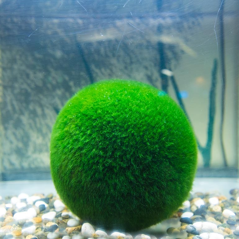 best betta fish tank mates