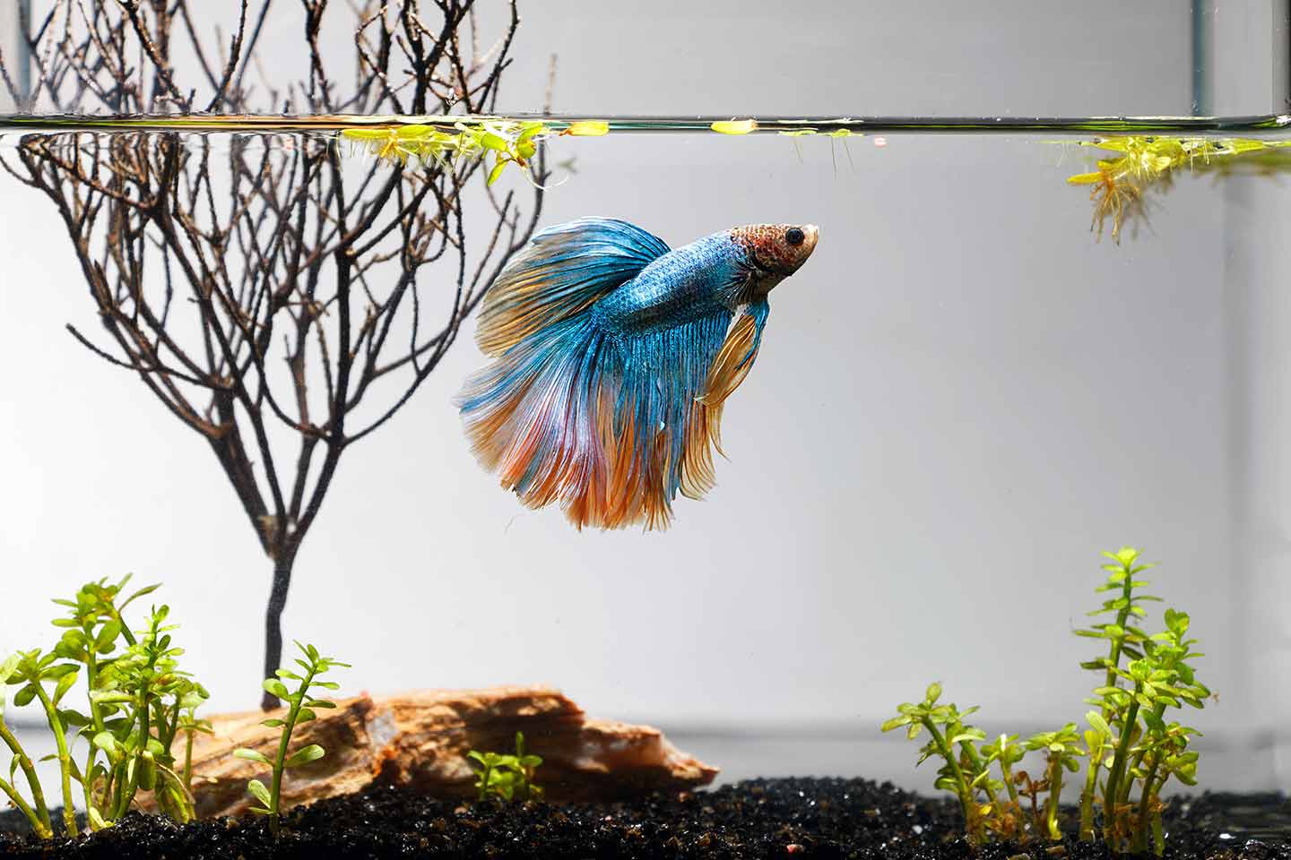Betta Fish Care: How to Keep a Betta Healthy and Happy