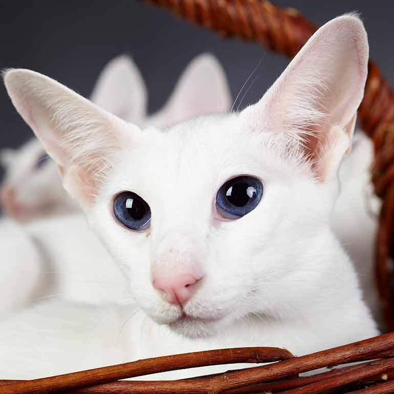 5 Cat Breeds That Don't Shed - Lakeland Animal Clinic