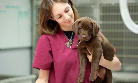 Neutering in Dogs: When to Do It, Benefits and What to Expect | BeChewy