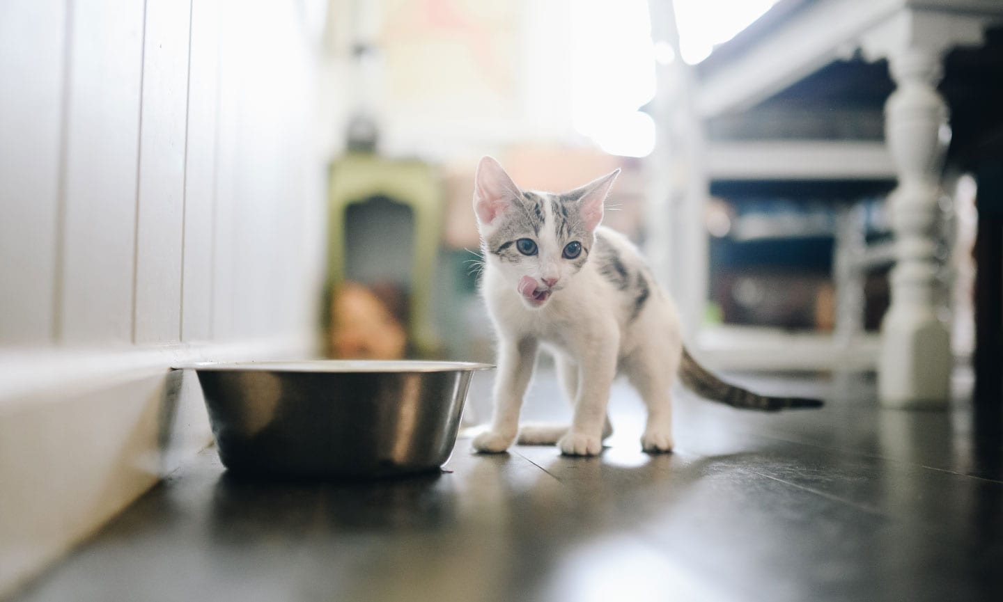 When to Switch to Adult Cat Food? 