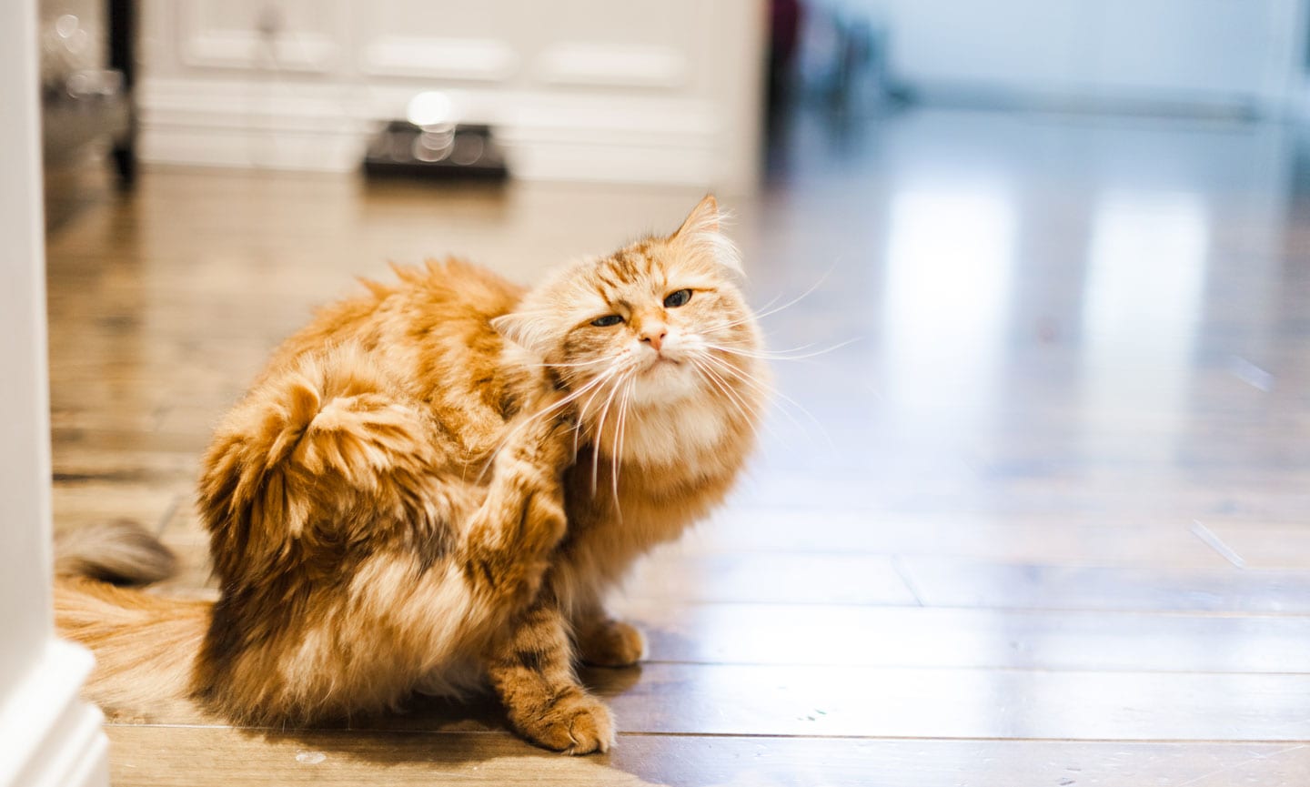 What Do Fleas Look Like In Cats: 10 Signs Your Cat Has Fleas | BeChewy