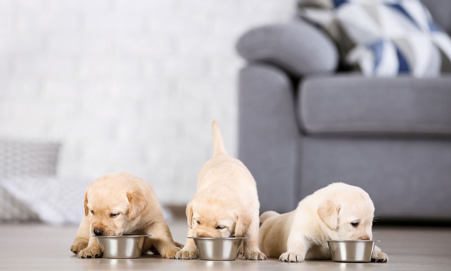 should you give puppies milk