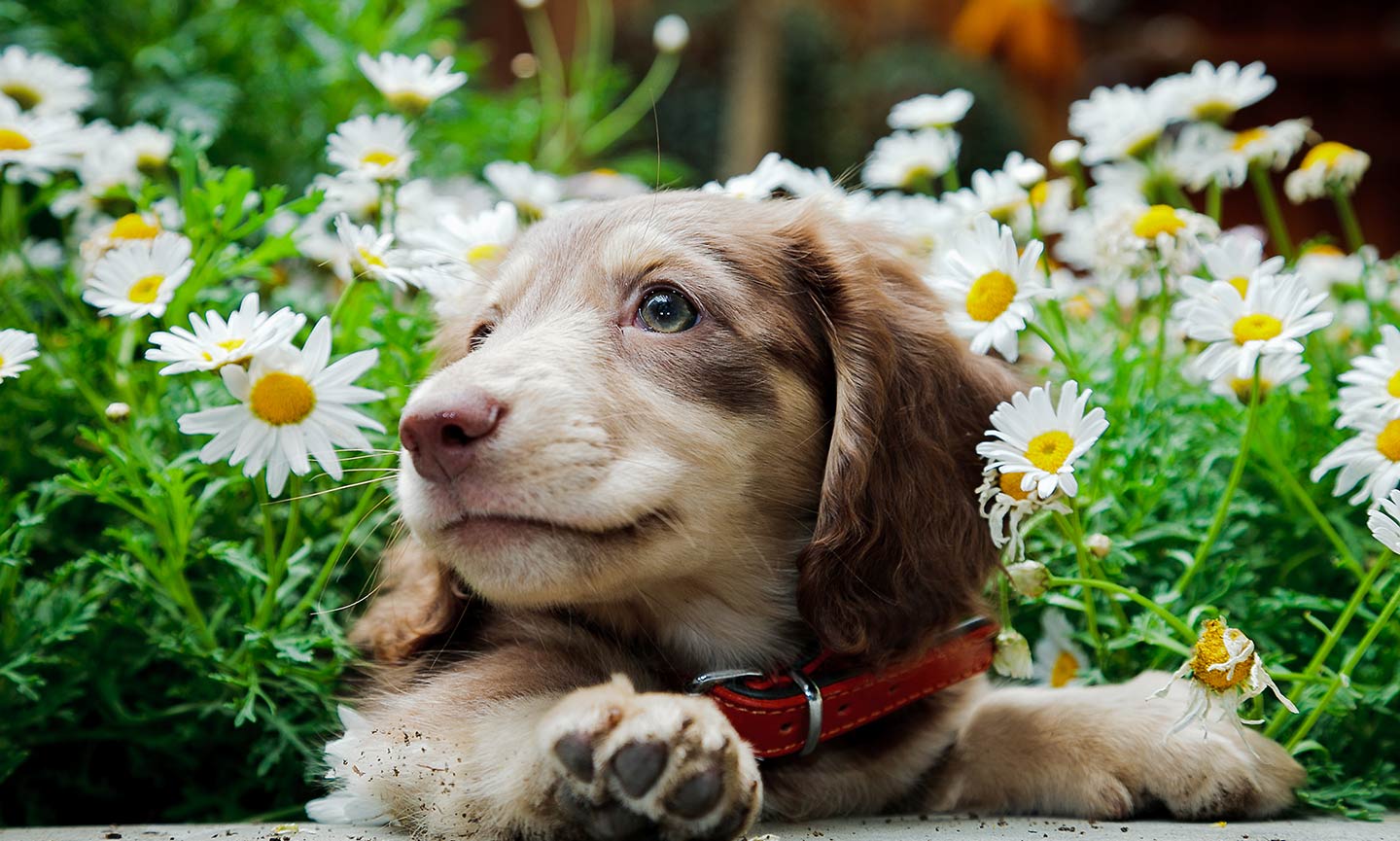 Three Ways to Celebrate National Puppy Day With Your Puppy | BeChewy