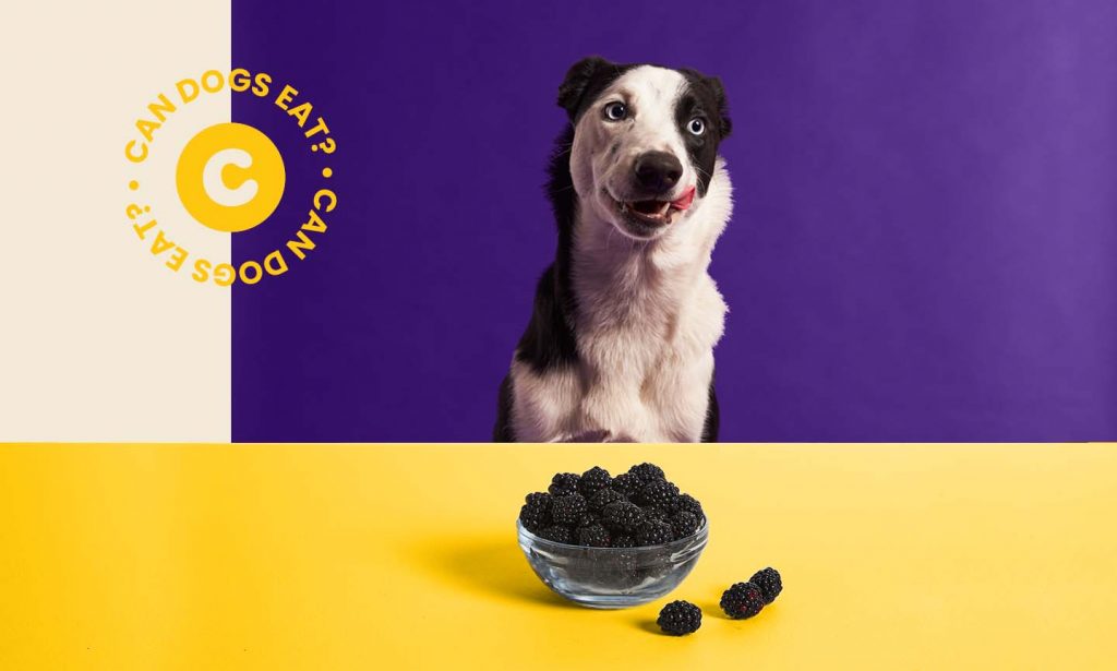 Can Dog Eat Blackberry 