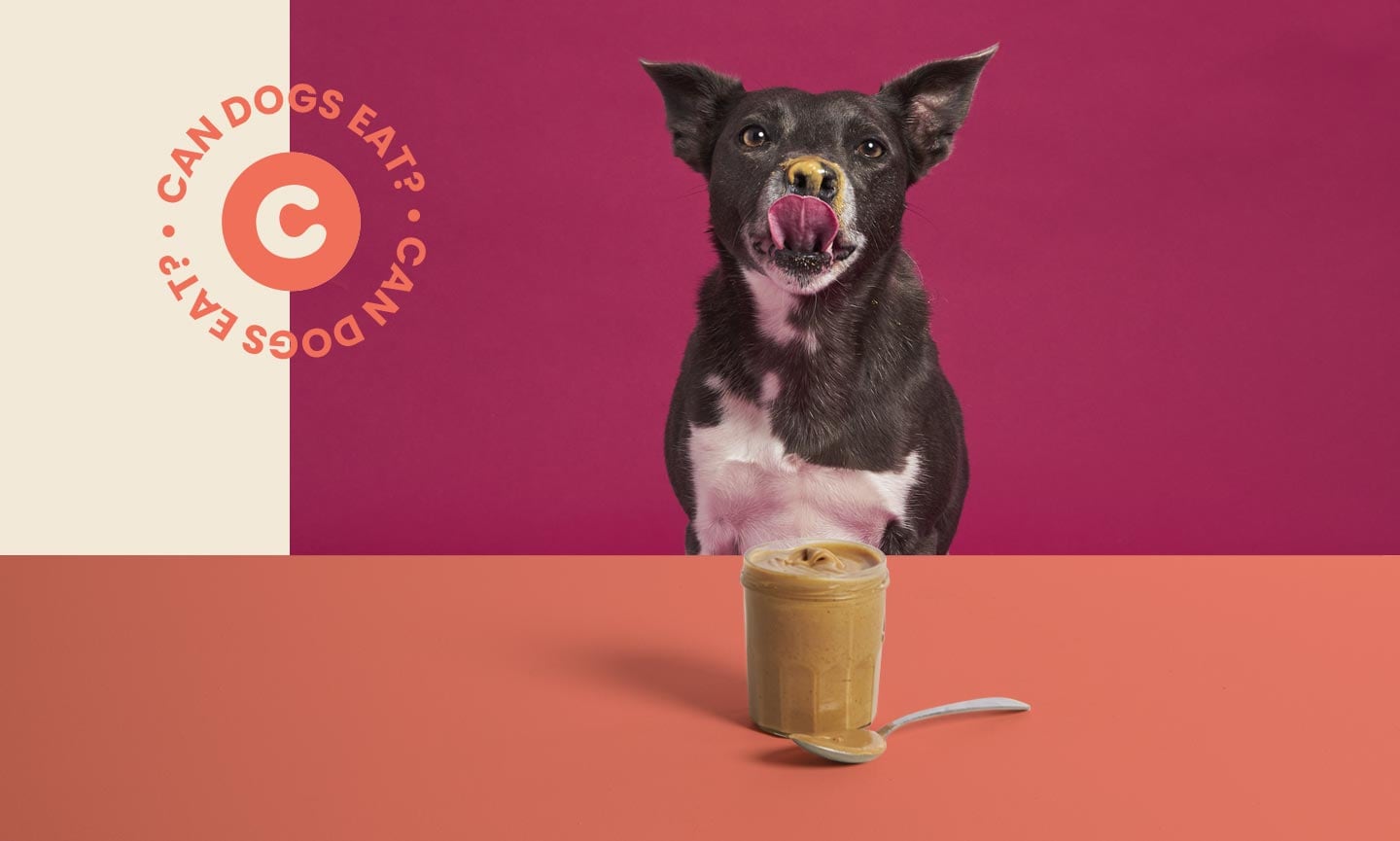 Can Dogs Eat Peanut Butter? Everything You Need to Know
