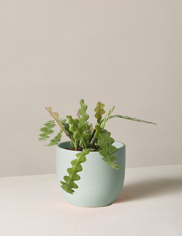 pet safe plants