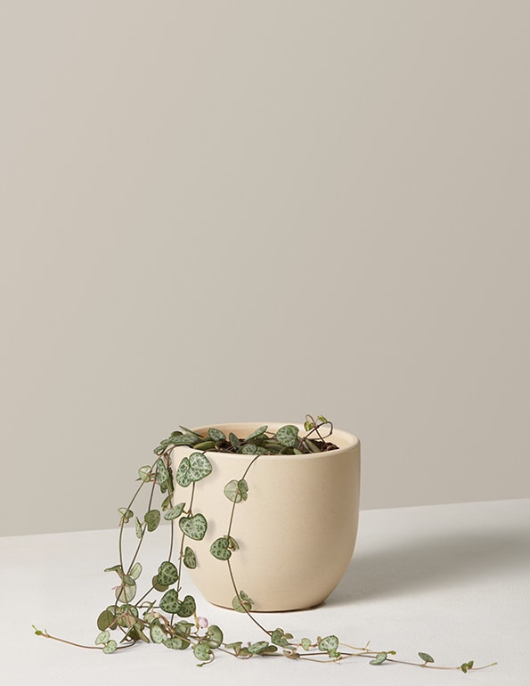 pet safe plants