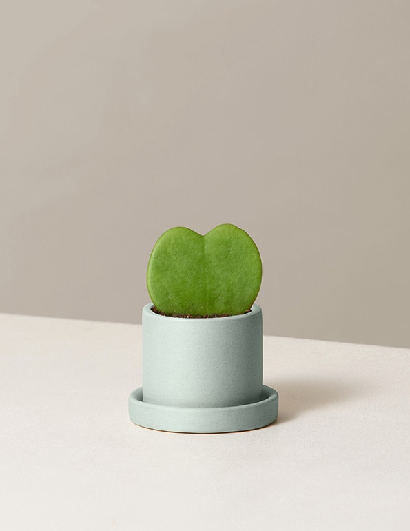 pet safe plants