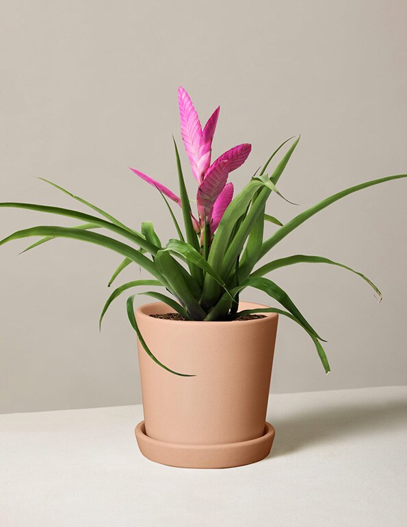 pet safe plants