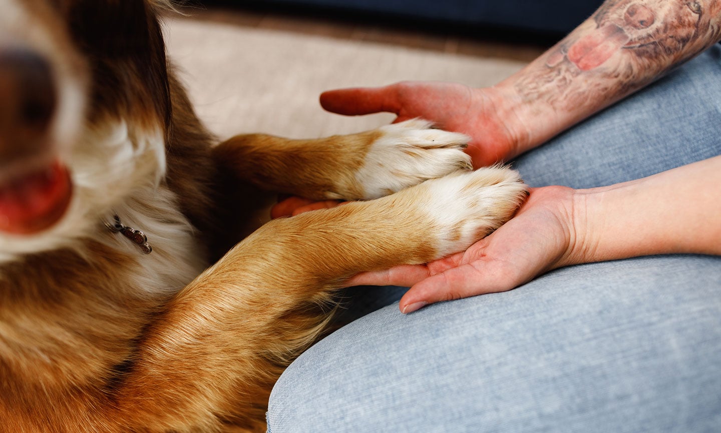 why do dogs feet smell like fritos - dog paws