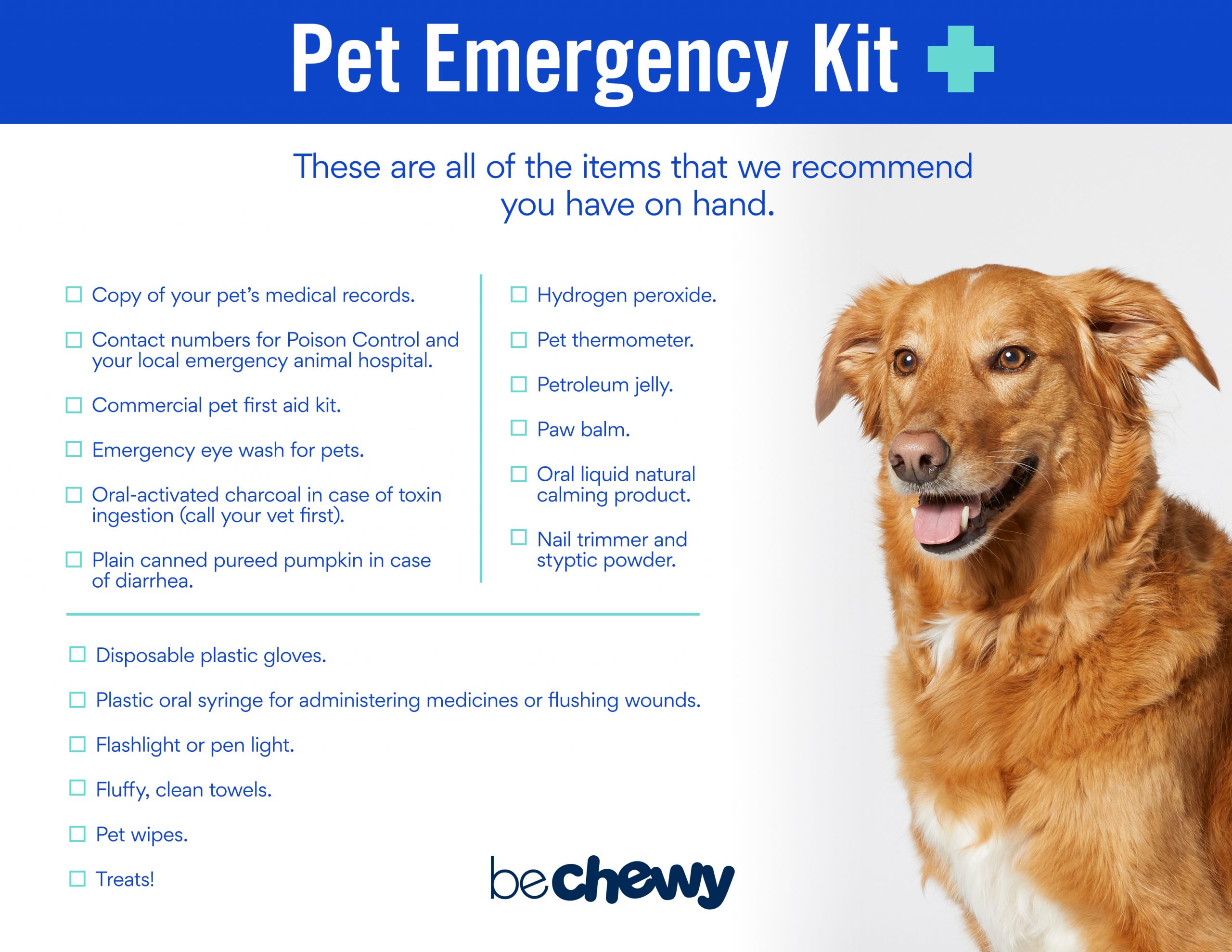 Dr. Katy Nelson DVM Shares Must-Have Items for a Pet Emergency Kit | BeChewy