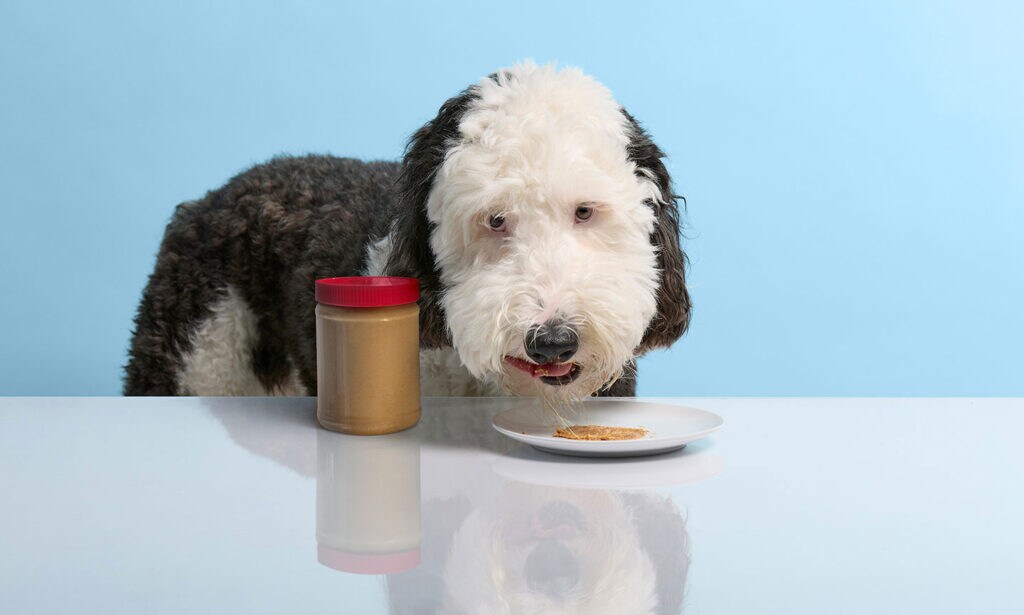 Has Xylitol Can Dogs Eat Peanut Butter? Parade Pets Why Do Dogs