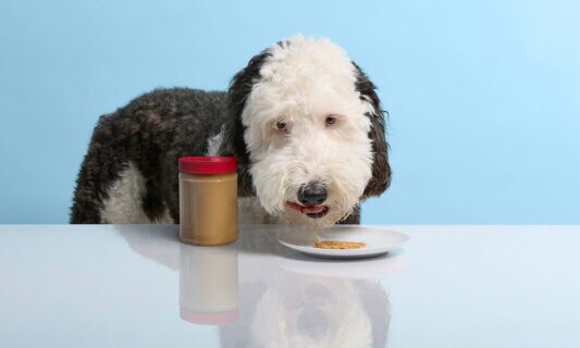 Everything You Need To Know About Dog Nutrition