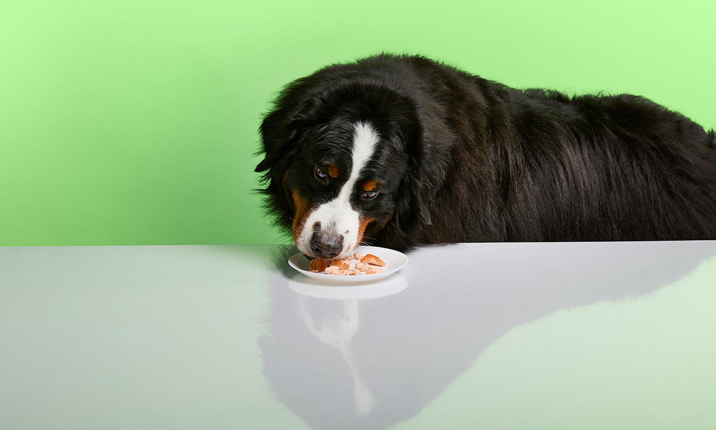 Can Dogs Eat Fish Everyday