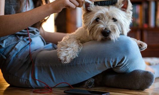 pet grooming at home