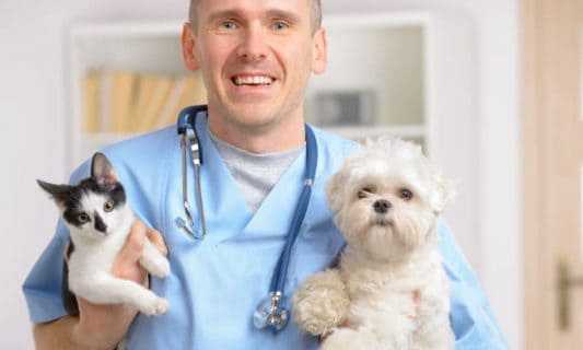 vet holding cat and dog