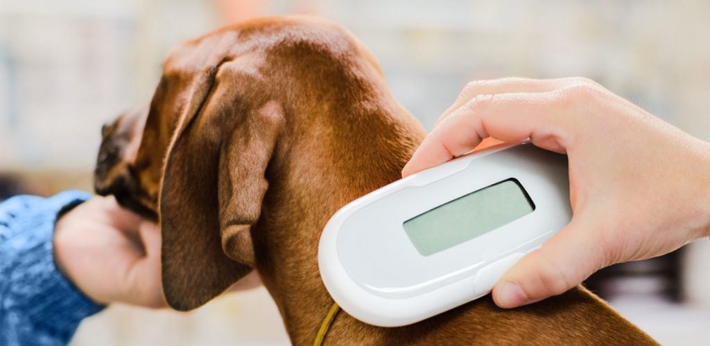 microchipping your dog