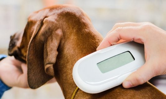 microchipping your dog