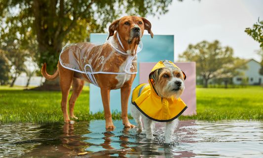 dogs wearing raincoats
