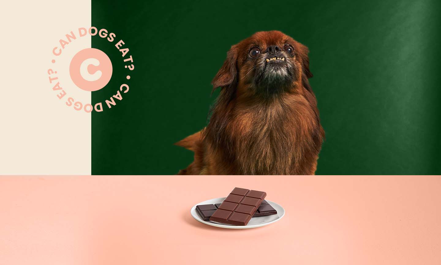 are dogs allowed dark chocolate