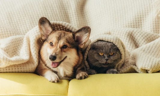 national pet month