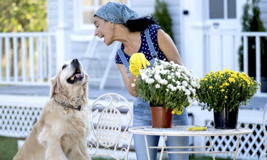 pet-friendly container garden recipes