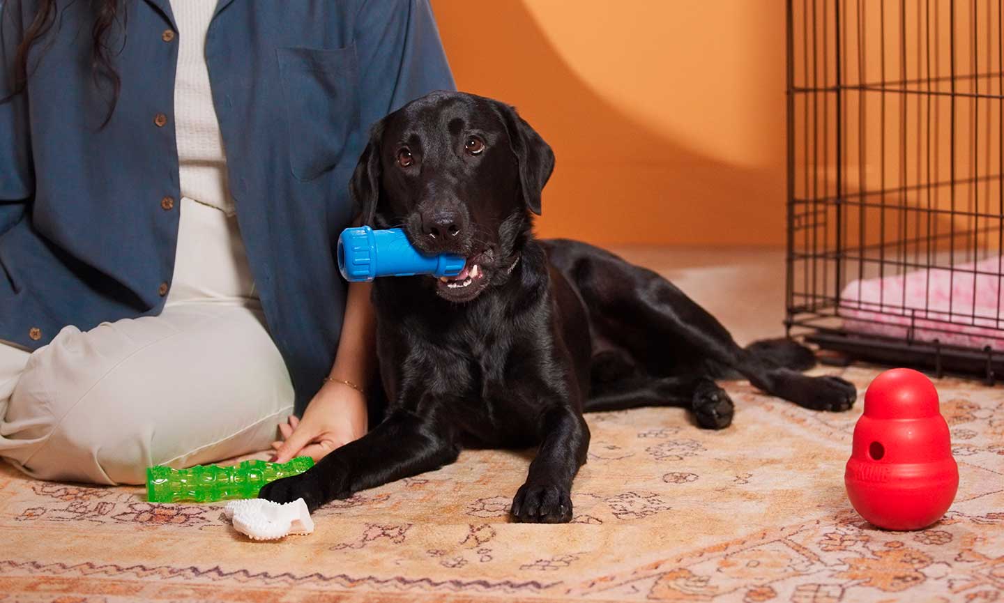 A Step-By-Step Guide: Stop Destructive Chewing When Left Alone - Monster K9 Dog  Toys