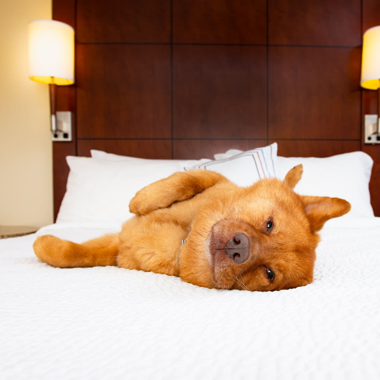 dog in hotel room