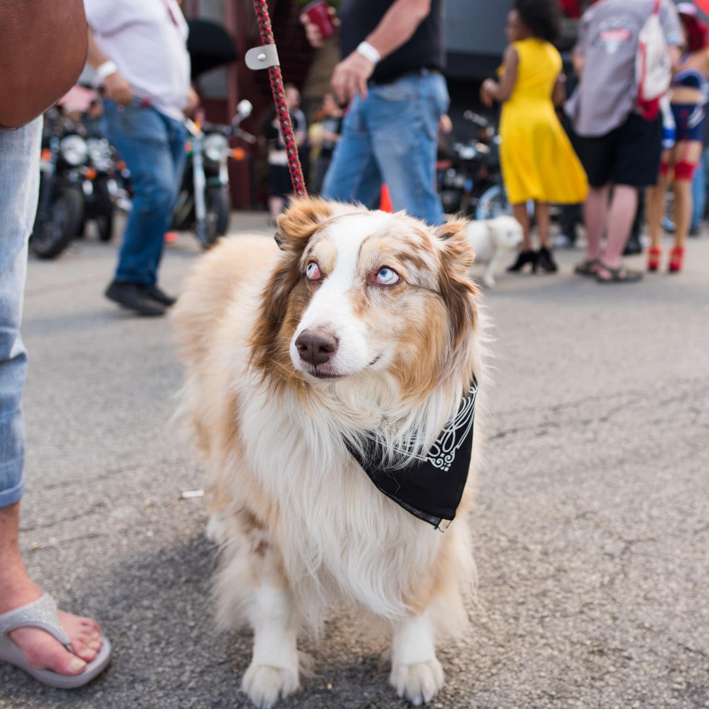 dog on leash at festival