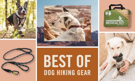 best dog hiking gear