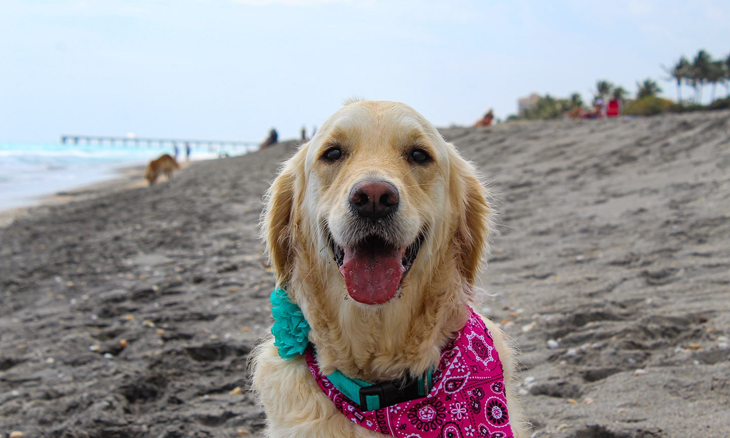 The 10 Best Dog Friendly Beaches In
