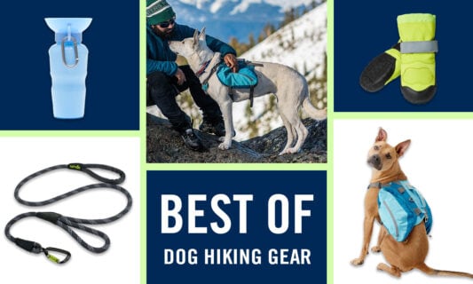 Best hiking leash for dogs hotsell