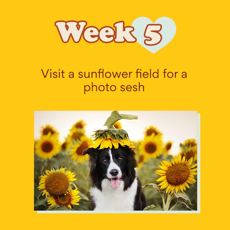 Fun in the sun: 11 great summer activities to do with your dog – DOG by Dr  Lisa