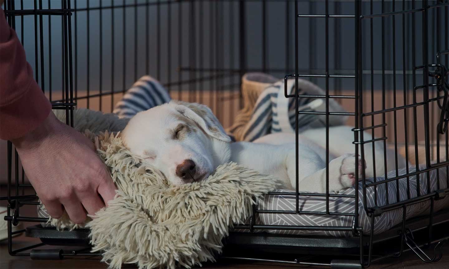 Dog sleeping 2025 in crate overnight