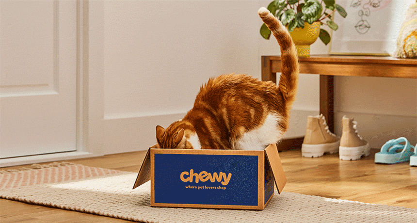 Is This Normal: Why Do Cats Like Boxes?