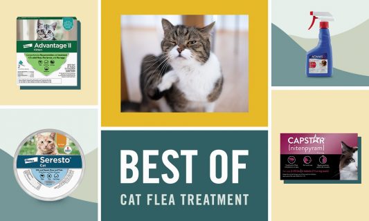 Most effective flea medicine for cats best sale