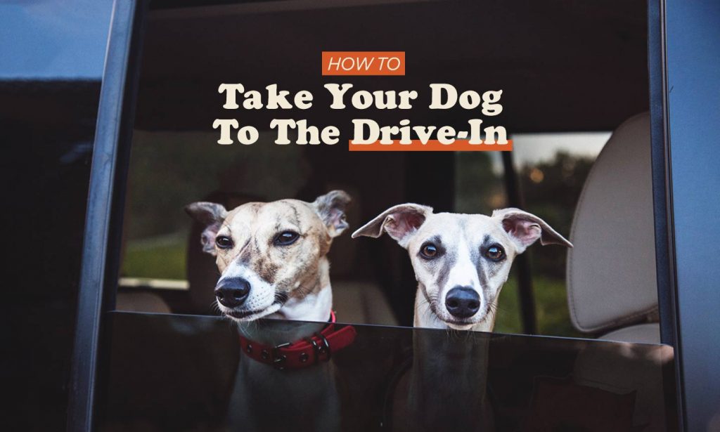 dog friendly drive in movie