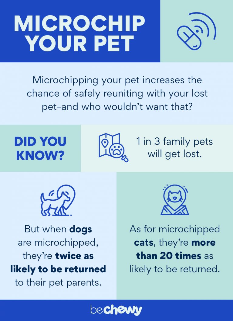 What Is A Pet Microchip? The 411 On Microchipping Dogs And Cats | BeChewy