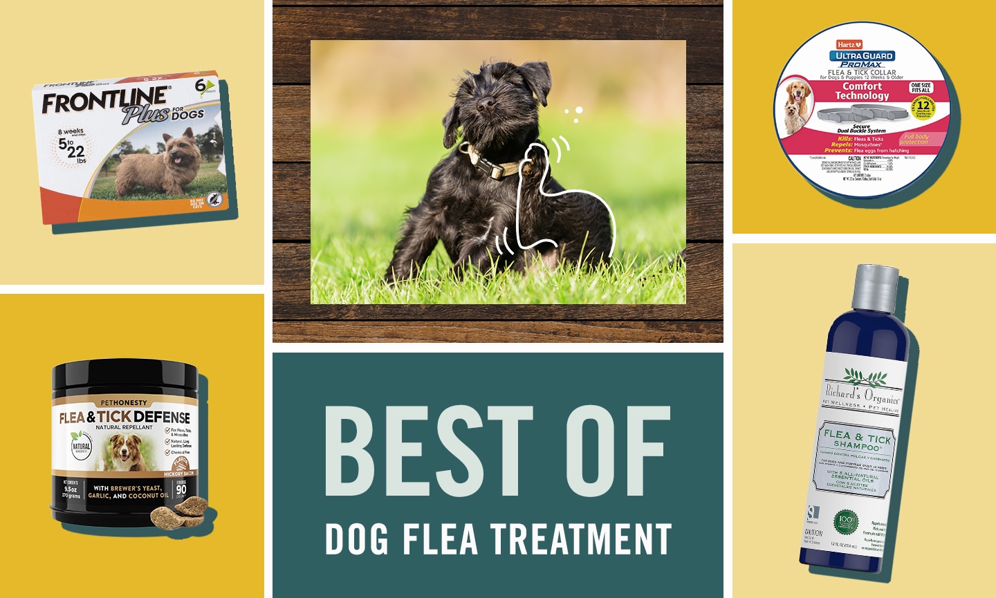 The Best Flea Treatments for Dogs 