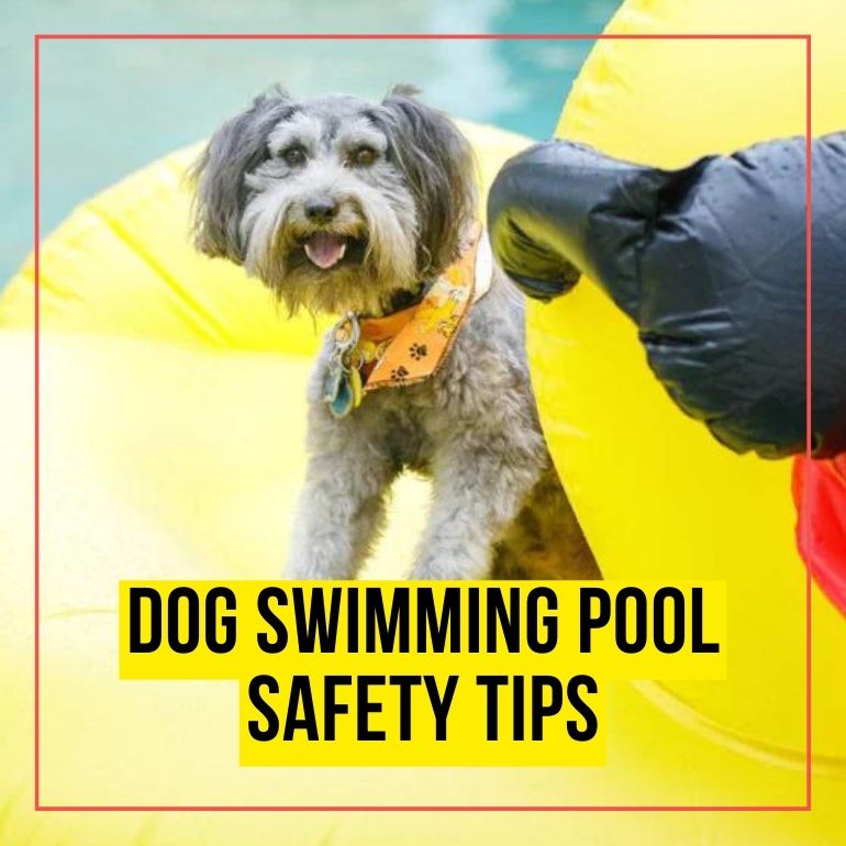 Dog Swimming Pool Safety Tips CTA