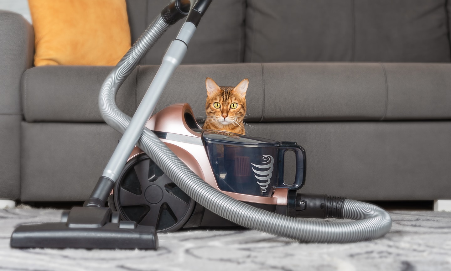 6 Tricks for Removing Pet Hair from Furniture and Clothes - The