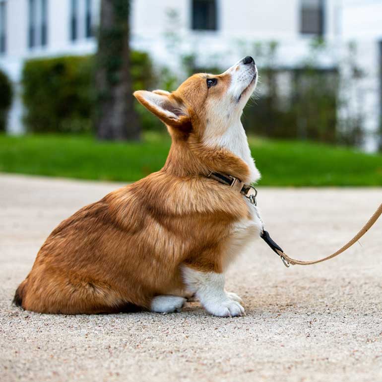 Sit, Stay and Beyond: We’ve Got the Essential Guide to Basic Dog Obedience Training