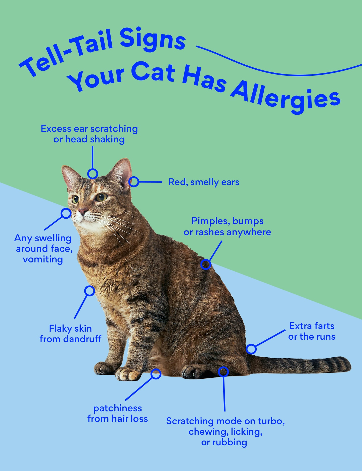 cat allergies symptoms infographic bechewy