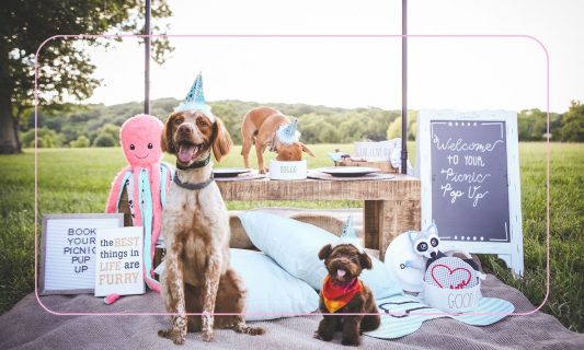 how to host a puppy picnic bechewy